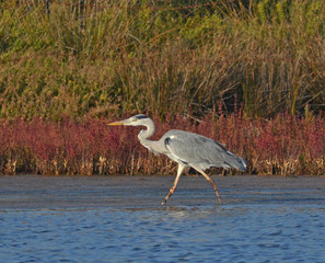 heron walking in the lake