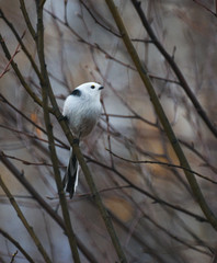 beautiful white bird on a branch in the forest