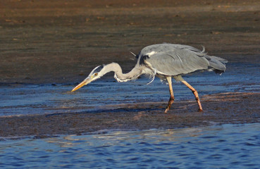 blue heron fishing in the lake