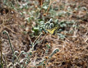 Schwalbenschwanz, Schmetterling 