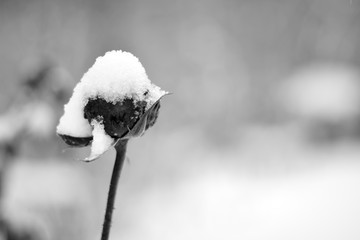 rose under the first snow