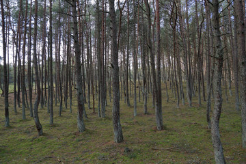 Beautiful landscape of the Dancing Forest in the Curonian Spit National Reserve, Russia