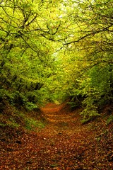 a leafy path going through a green forest