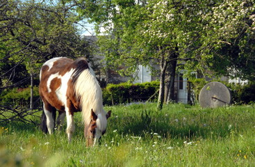 Poney marron et blanc au pré dans la campagne, département de la Manche, France