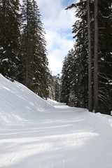 Piste de ski traversant une forêt de sapins avec ciel bleu