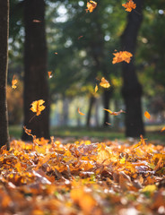 view of the autumn city park with trees and dry yellow leaves