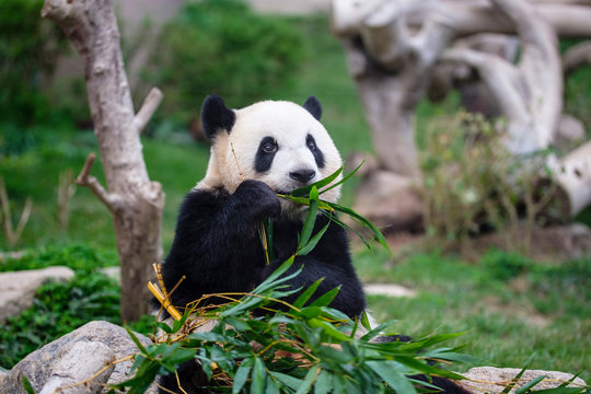 The panda