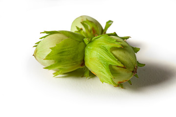 Some hazelnuts freshly harvested from the tree, on a white background.