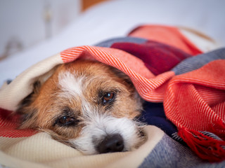 Kleiner Mischlingshund in eine karierte Decke gewickelt auf einem Bett, Ruhige Szene