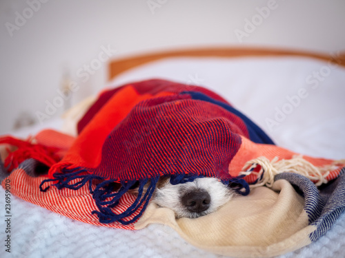 Hund in eine karierte Decke gewickelt auf einem Bett im ... Hund in eine karierte Decke gewickelt auf einem Bett im ...