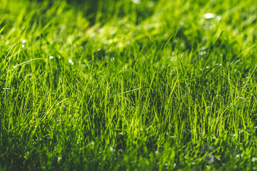 Fototapeta premium Texture of green grass at sunset. Green grass background and wallpaper