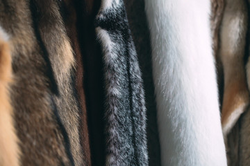 Animal fur.  foxes, raccoon, wolf, beaver, mink, nutria hanging after processing.