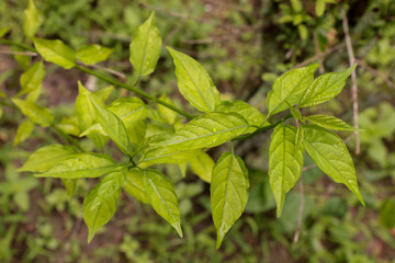 Colubrina asiatica at garden