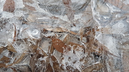 Leaves under ice