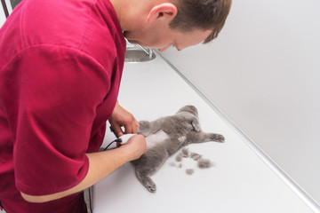 Veterinarian cuts cat hair before surgery, sterilization