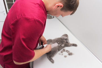 Fototapeta na wymiar Veterinarian cuts cat hair before surgery, sterilization