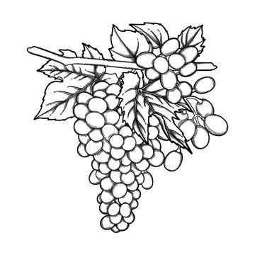 Graphic bunches of grapes hanging on the branch