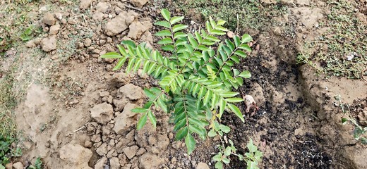 Fresh raw green curry leaves isolated on white background.