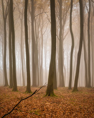 Herbstlicher Buchenwald im Nebel