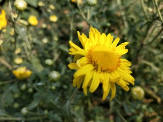 Obraz premium Yellow flower with leaves of Calendula. English marigold.