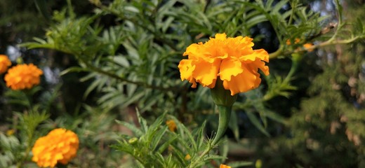 marigold yellow flower blooming beautiful in garden. Tagetes erecta, Mexican marigold, Aztec marigold, African marigold.