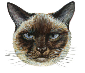 head of an angry Siamese cat.for prints on clothes .illustration on isolated white background watercolor hand painting