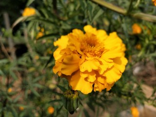 marigold yellow flower blooming beautiful in garden. Tagetes erecta, Mexican marigold, Aztec marigold, African marigold.