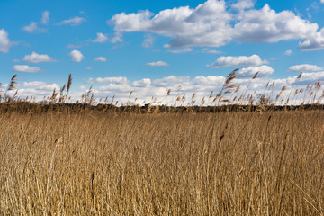 Reed Marsh Grasses growing on the banks of the River Medway near Maidstone in Kent, England