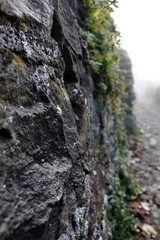 Fog,Nebbia,Campagna,Vigna,Alba,Autunno,Colori,Bianco e Nero