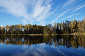 Autumn forest on the lake is reflected in the blue water. Deciduous trees yellow and orange. Pines are green. White clouds in the blue sky.