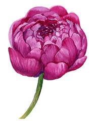 Peony flower pink.watercolor illustration on isolated white background