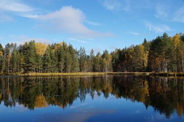 In the blue sky above the autumn forest on the lake floating white clouds. The forest is reflected in the blue water. Deciduous trees yellow and orange. Pines are green.