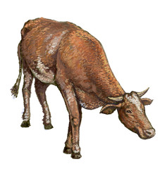 cow watercolor, illustration,, animal husbandry, ranch,