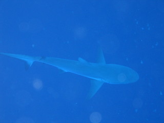 Underwater Submarine Subsea