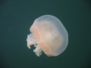 Underwater Submarine Subsea