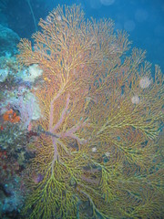 Fototapeta na wymiar Underwater Submarine Subsea