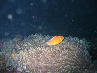 Underwater Submarine Subsea