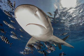 Underwater Submarine Subsea