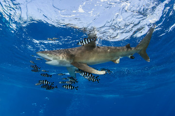 Underwater Submarine Subsea