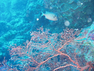 Underwater Submarine Subsea