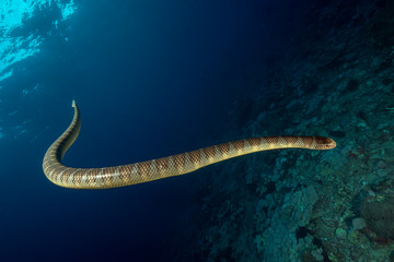 Underwater Submarine Subsea