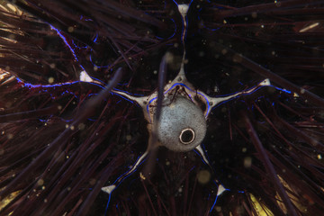 Underwater Submarine Subsea