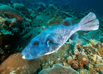 Underwater Submarine Subsea