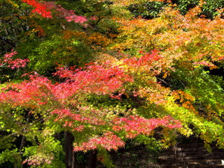 色づき始めたモミジ