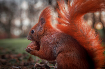 Beautiful bright red squirrel holding a nut. Close-up