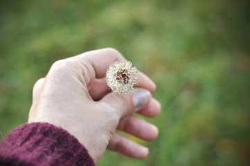 A close up view with a woman hand holding a beautiful dendelion covered with dew.