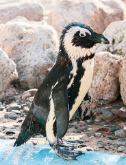 African penguin standing on the rock after swimming. African penguin (Spheniscus demersus) also known as the jackass penguin and black-footed penguin.