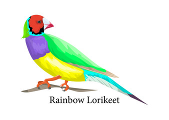 Rainbow lorikeet bird. Exotic animal in nature