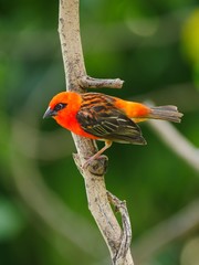 Red Fody bird perching in natural habitat