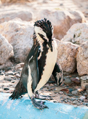 Obraz premium African penguin standing on the rock after swimming. African penguin (Spheniscus demersus) also known as the jackass penguin and black-footed penguin.